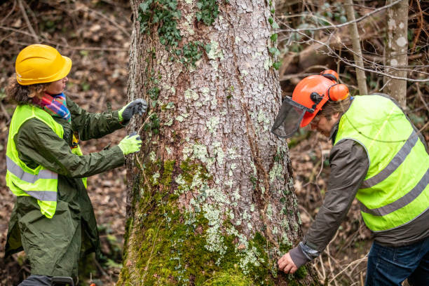 Best Tree Health Inspection  in Omaha, NE