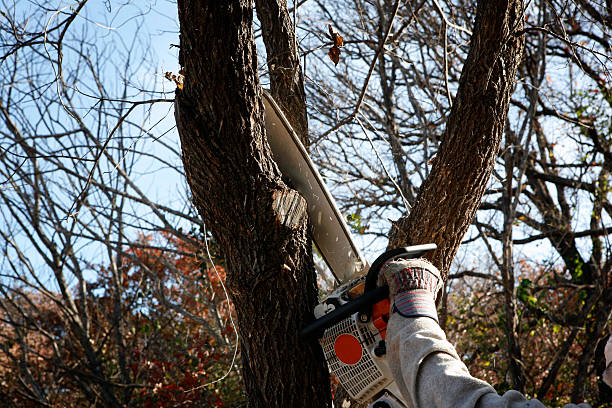 How Our Tree Care Process Works  in  Omaha, NE